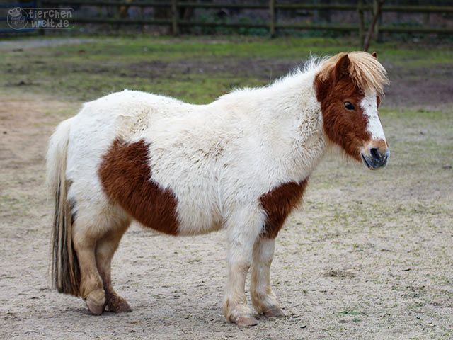 Pony