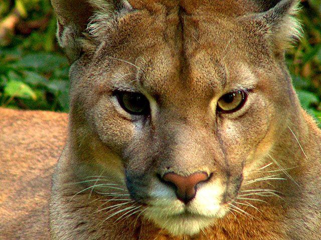 Puma
