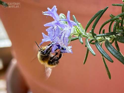 Ackerhummel am Rosmarin 