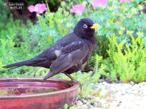 Amsel im Garten