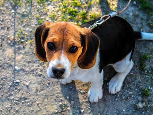Beagle