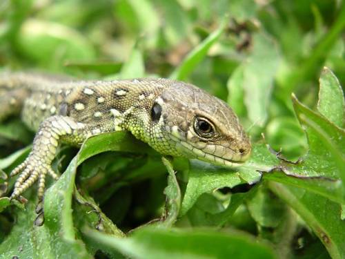 Reptil