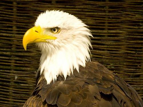 Wei&szlig;kopfseeadler