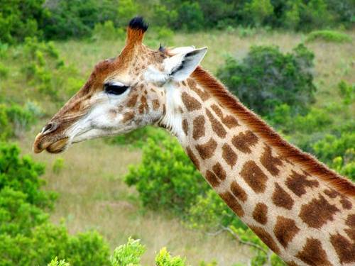 Giraffe Giraffe