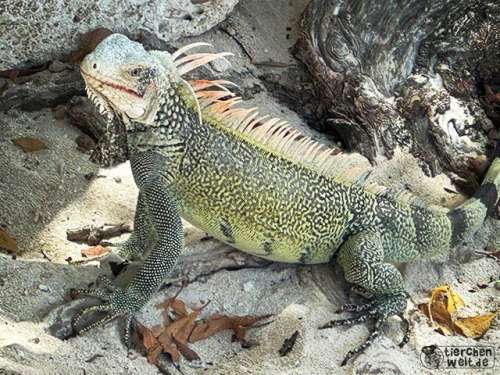 Grüner Leguan