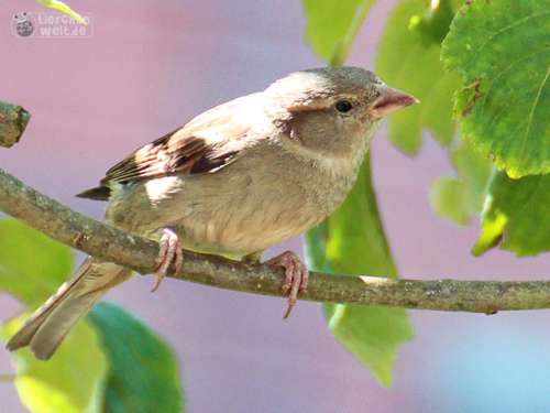 Weiblicher Haussperling