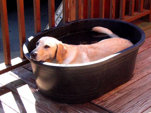 Hund Hund