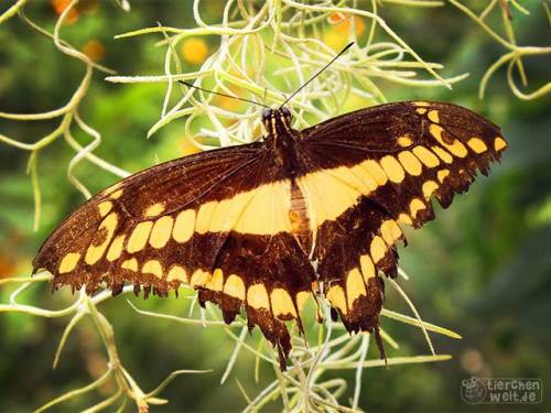K&ouml;nigs-Schwalbenschwanz