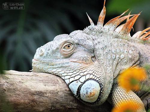 Leguan