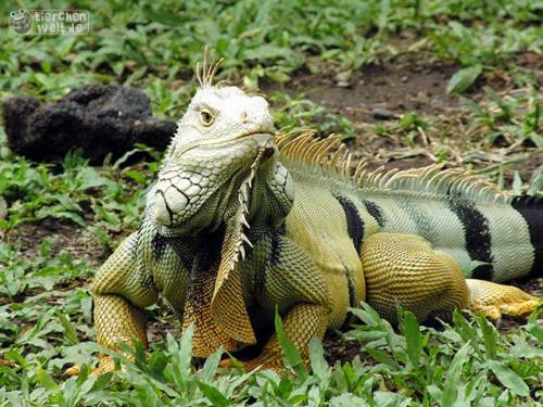 Leguan