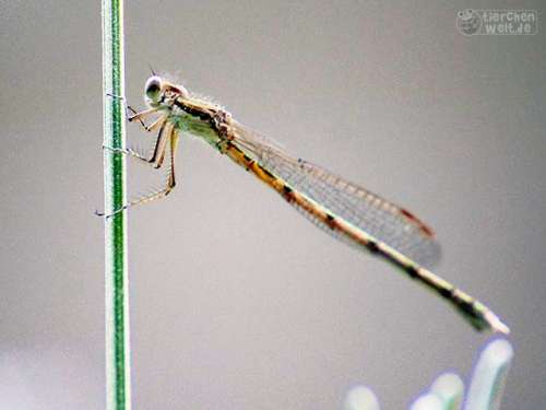 Libelle