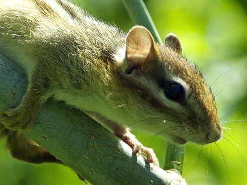 Streifenh&ouml;rnchen