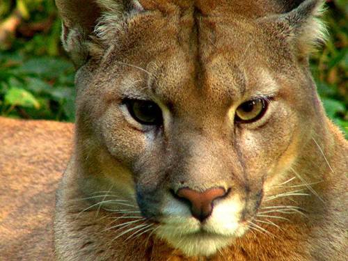 Puma
