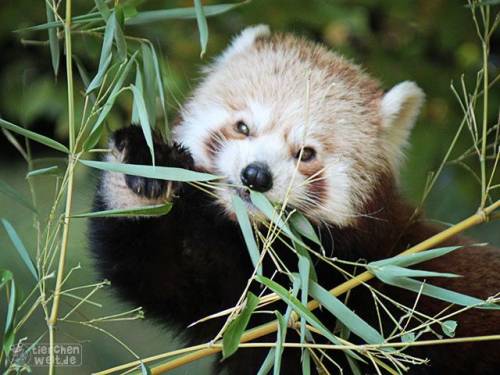 Roter Panda Roter Panda