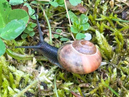Schnirkelschnecke Schnirkelschnecke