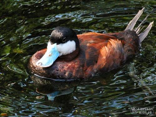 Schwarzkopf-Ruderente