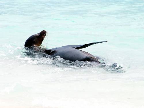 Seel&ouml;we