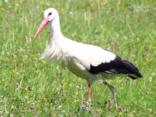 Storch