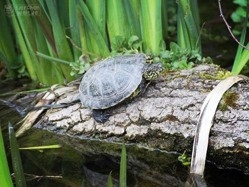 Sumpfschildkr&ouml;te