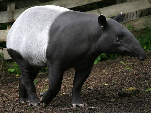 Tapir Tapir