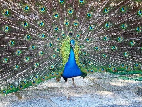 Pfau