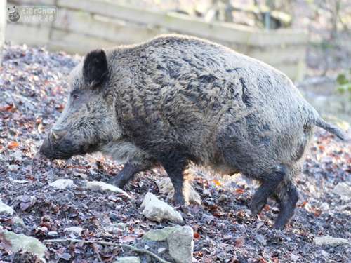 Wildschwein