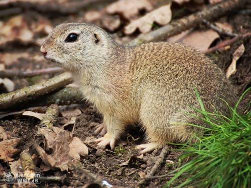 Europäischer Ziesel Europäischer Ziesel