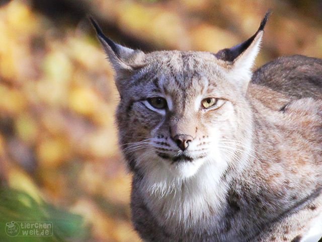 Luchs