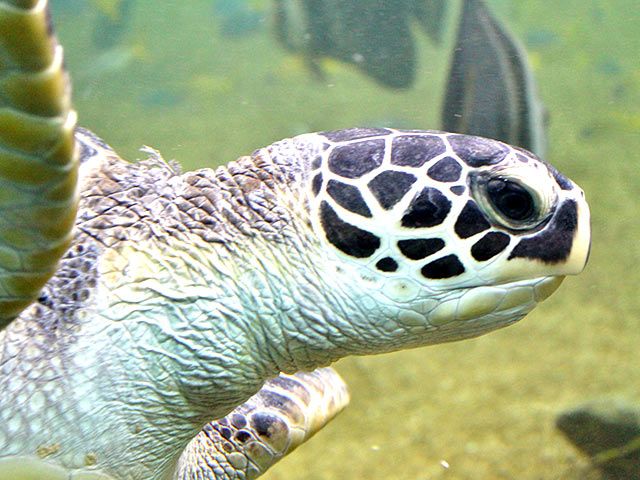 Schildkröte