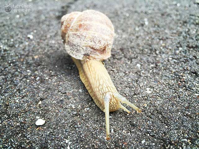 Schnecke auf der Straße