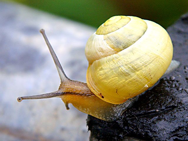 Schnecke