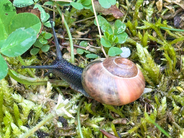 Schnirkelschnecke Schnirkelschnecke