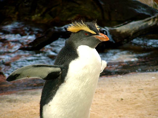 Schopf-Pinguin