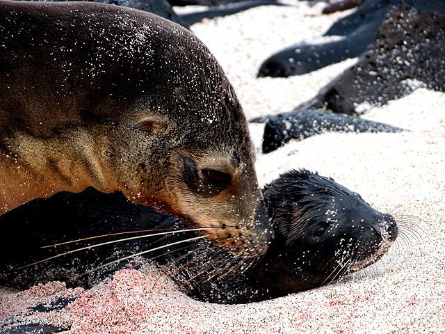 Seelöwe