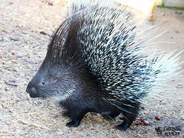 Stachelschwein