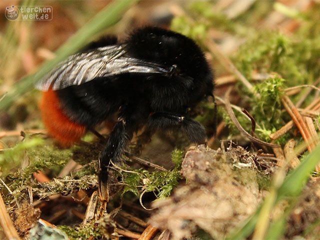 Steinhummel