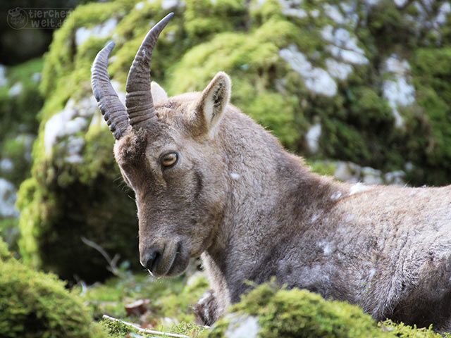 Steinbock
