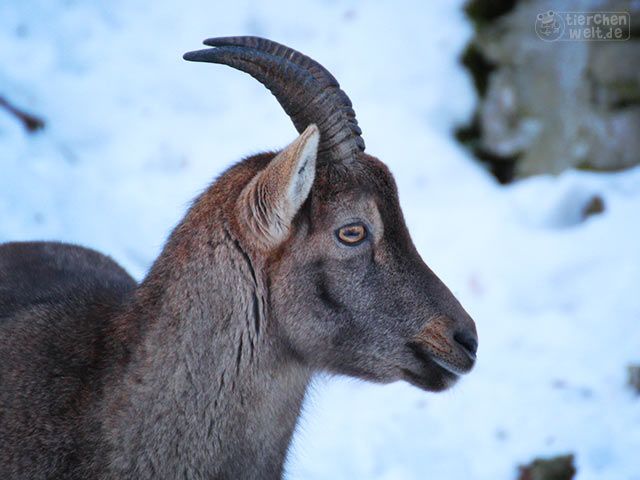 Steinbock