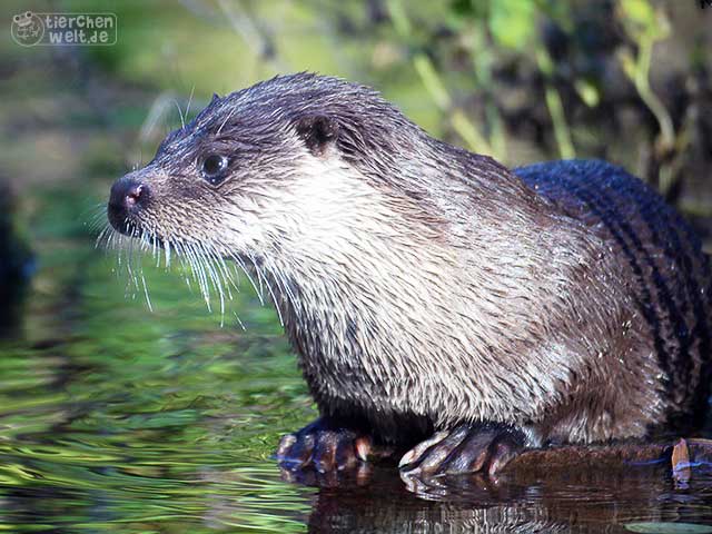 Hübscher Fischotter