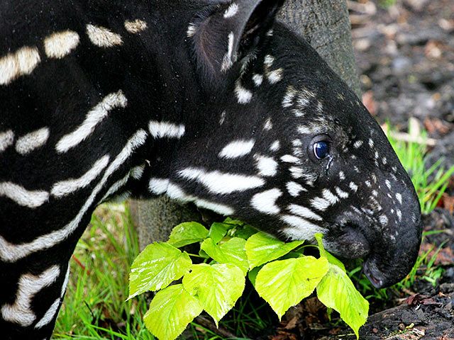 Tapir