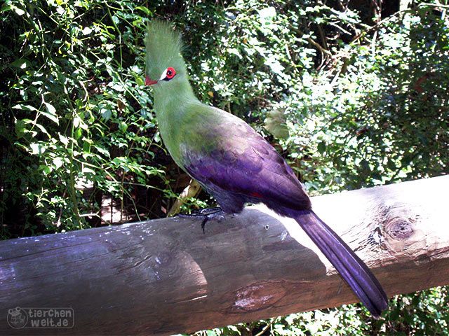 Turako