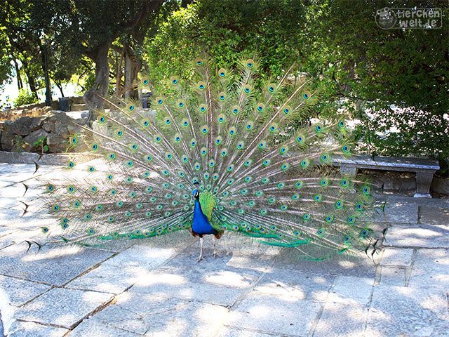 Pfau