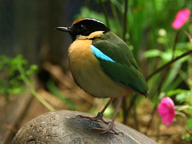 Pitta-Vogel