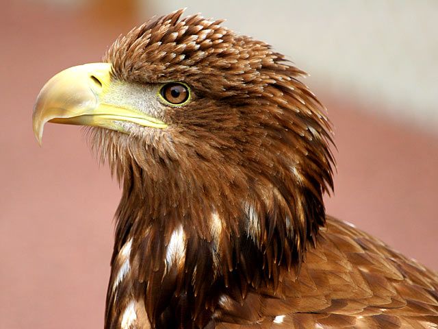 Seeadler