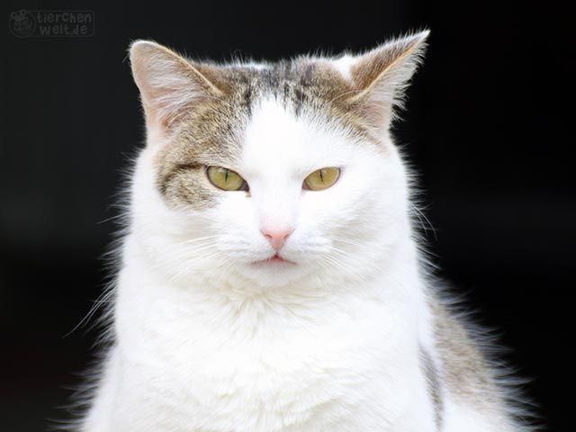 Katze