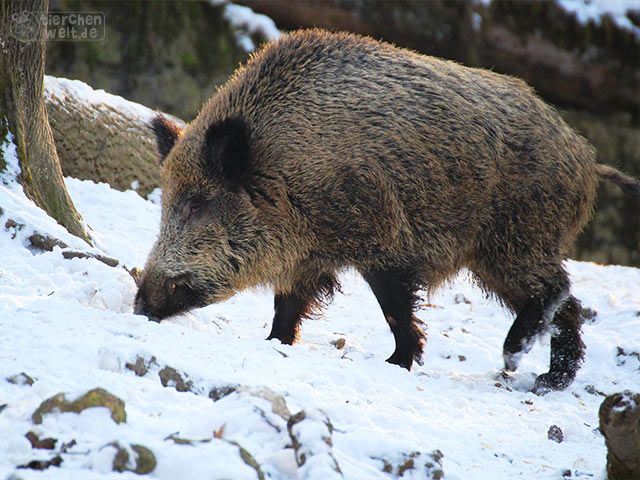 Wildschwein