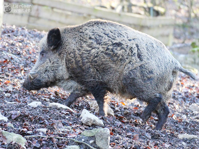 Wildschwein