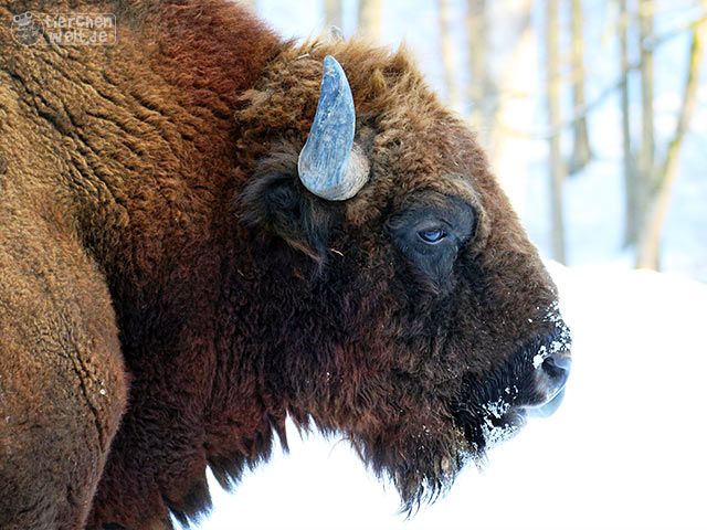 Wisent