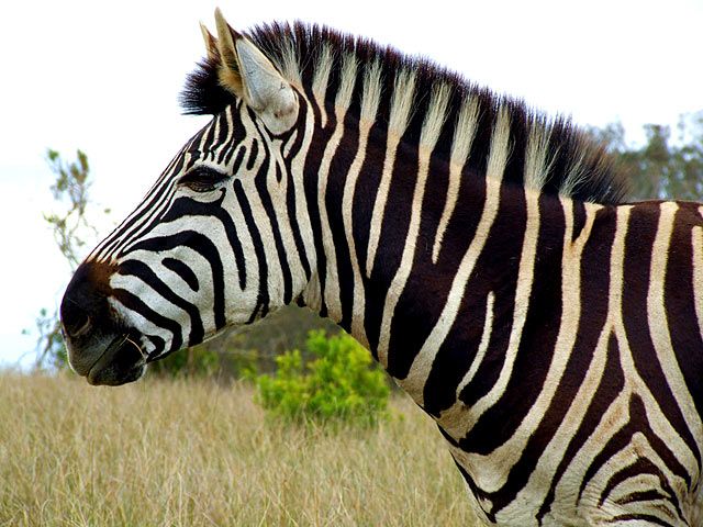 Zebra