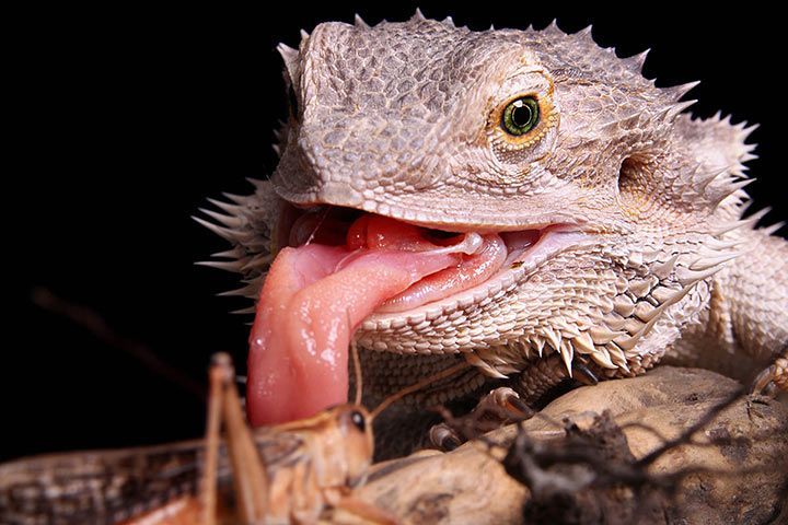 Bartagame - Bartagame Fuetterung L